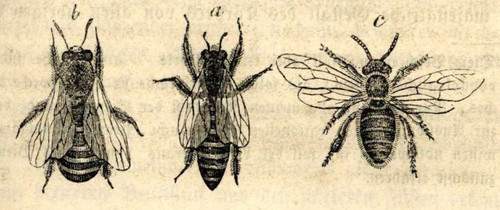 Via BibliOdyssey. Also found: Fornicating Frogs, a Unique World-View, and Japanese Crepe Paper Fairy Tales.