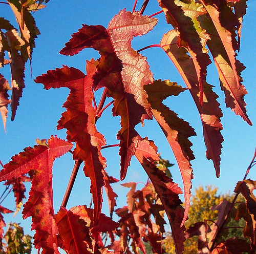 Maple Leaves
