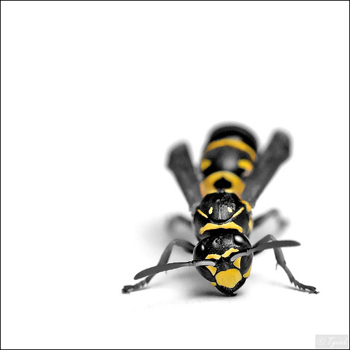Wasp Black Yellow