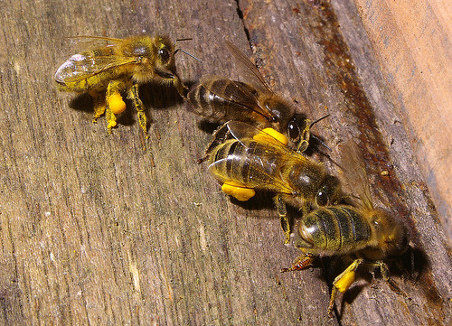 Forager bees loaded with pollen line up to enter their hive. Found after reading The Life of the Queen Bee.