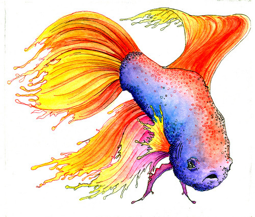 Our Betta fish has a Labyrinth organ, meaning it can breath air from the surface of the water. When they gulp air from the surface it gets forced into the labyrinth organ. In the labyrinth there are lots of small maze-like compartments of thin boney plates called lamellae. The lamellae are covered with membranes. Blood passes through the membranes and the oxygen is absorbed into the bloodstream. If a labyrinth fish ends up out of the water it can stay alive for a long time if it stays moist. In fact they can even crawl across land to a different body of water if they have to. -source