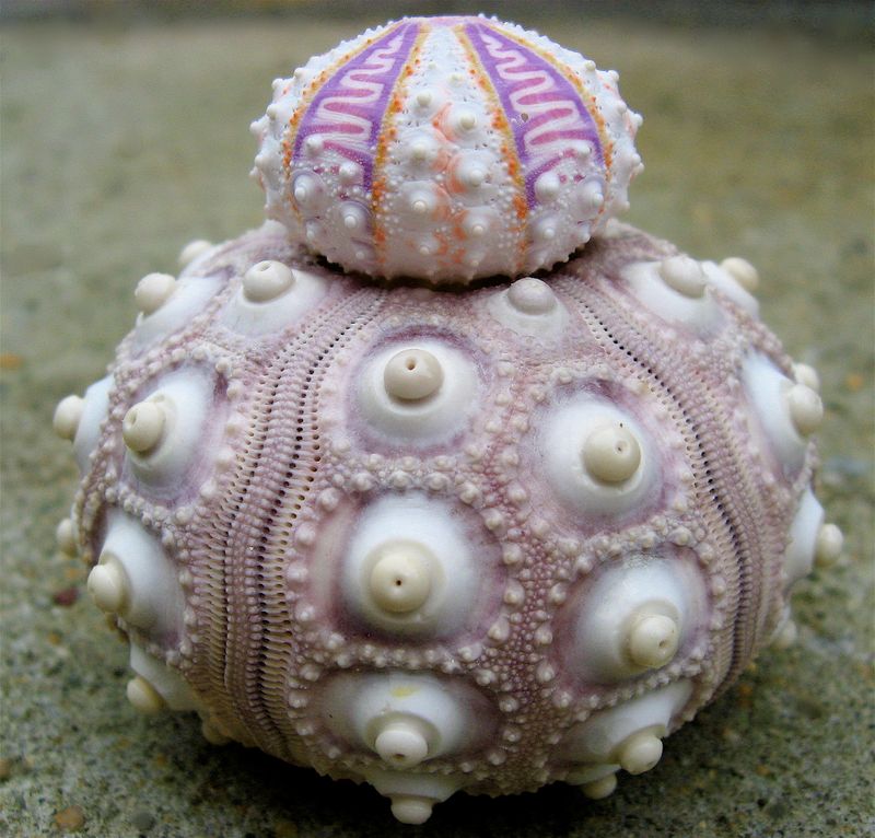 Sea Urchins