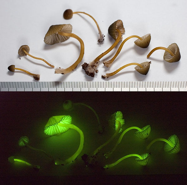 Bioluminescent Fungi