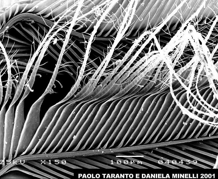 Owl feather magnified x 150