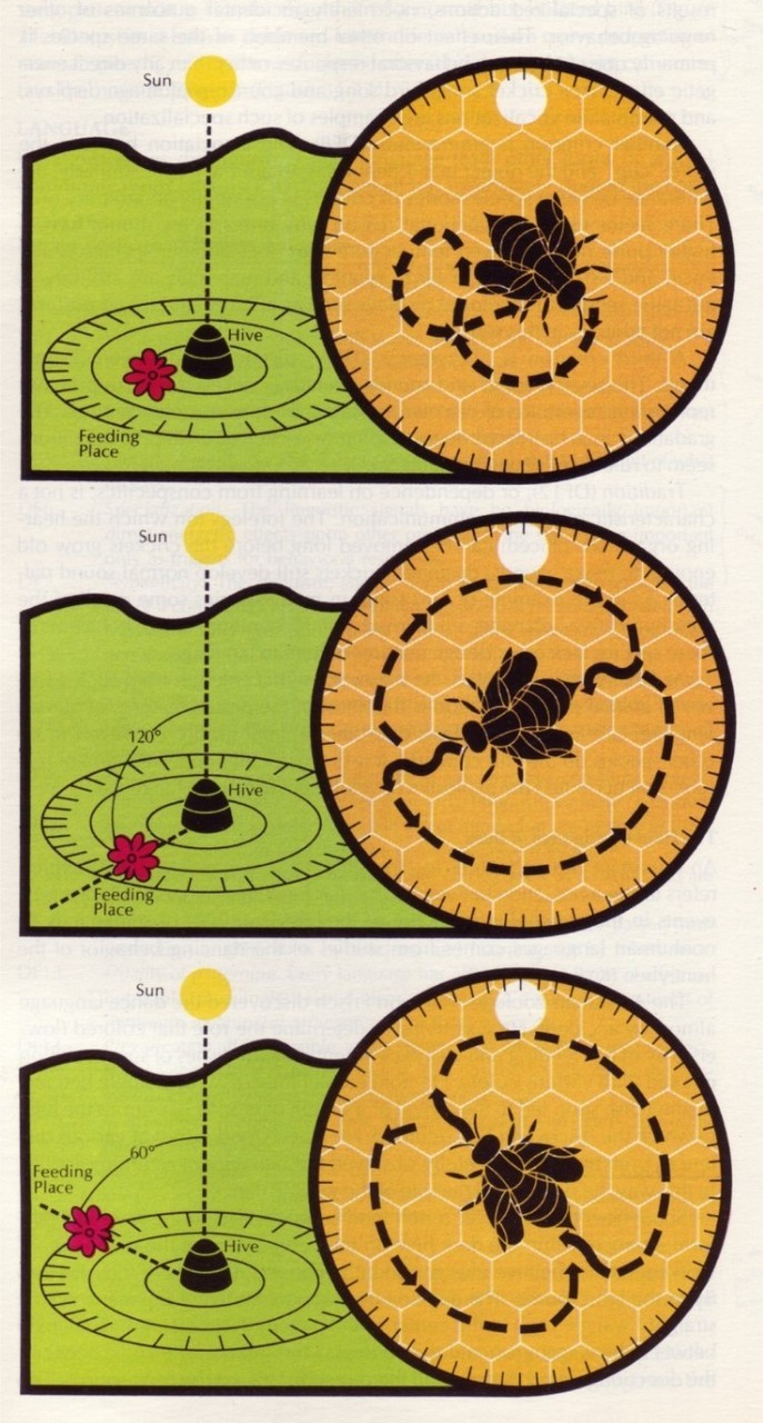 The Dance Language of Bees via suddenly