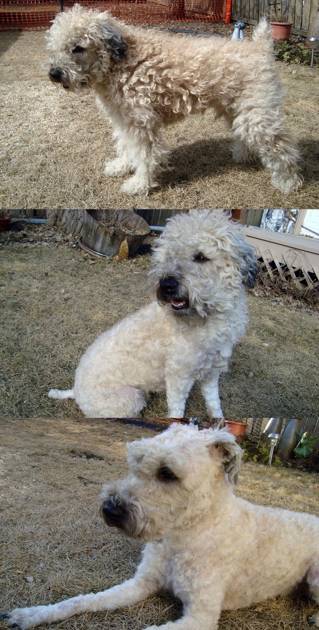 I cut my dogs hair.