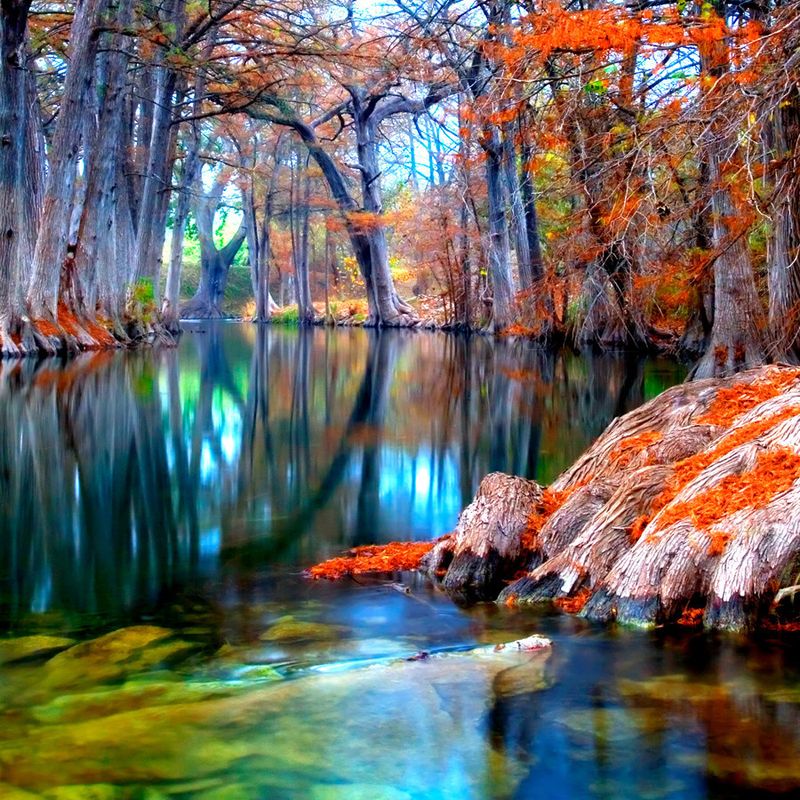 Cypress Trees in Texas - via