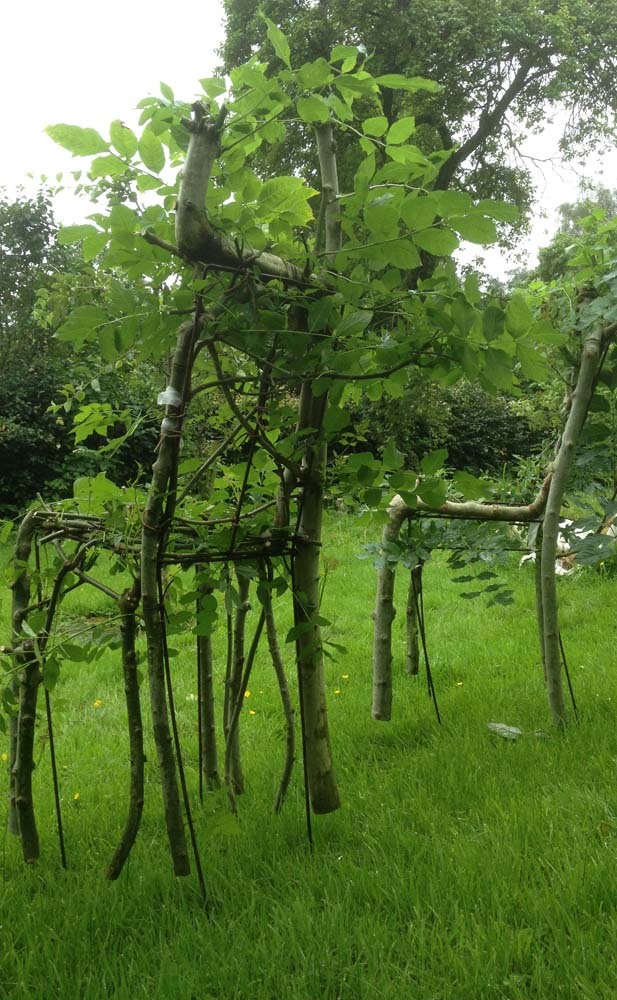 Full Grown - Trees patiently grown into art and furniture.