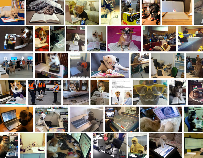 Animals Reading Animals Learning How To ReadAnimals Using Technology Concepts used to find these images: book, book bindings, book series, education, literature, newspaper, research, technology